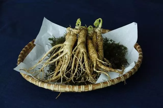 中醫專家:不能亂用人參補元氣