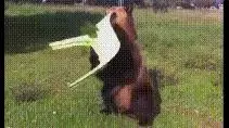 11張網友們超有創意的搞笑動圖!