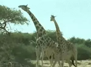 11張網友們超有創意的搞笑動圖!