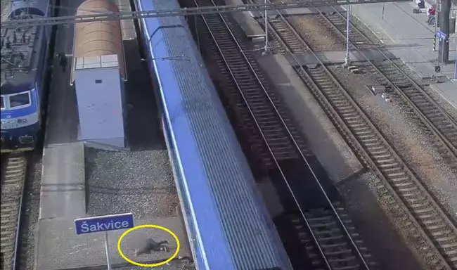 鐵軌講電話分心 捷克女子遭火車撞飛