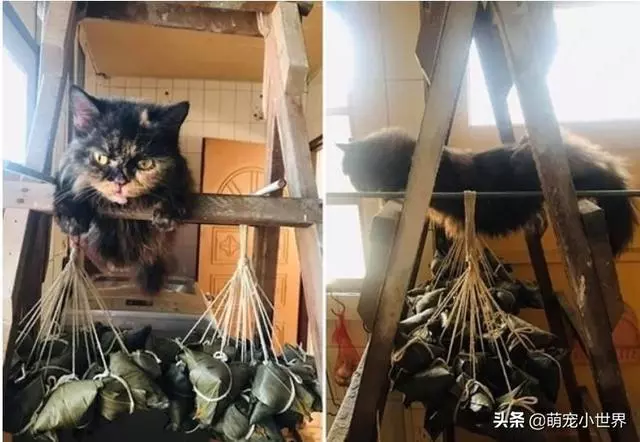萌貓以超人飛的姿勢橫掛梯子上,守護肉粽不願下來讓主人笑翻