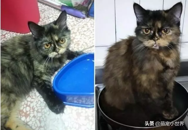 萌貓以超人飛的姿勢橫掛梯子上,守護肉粽不願下來讓主人笑翻