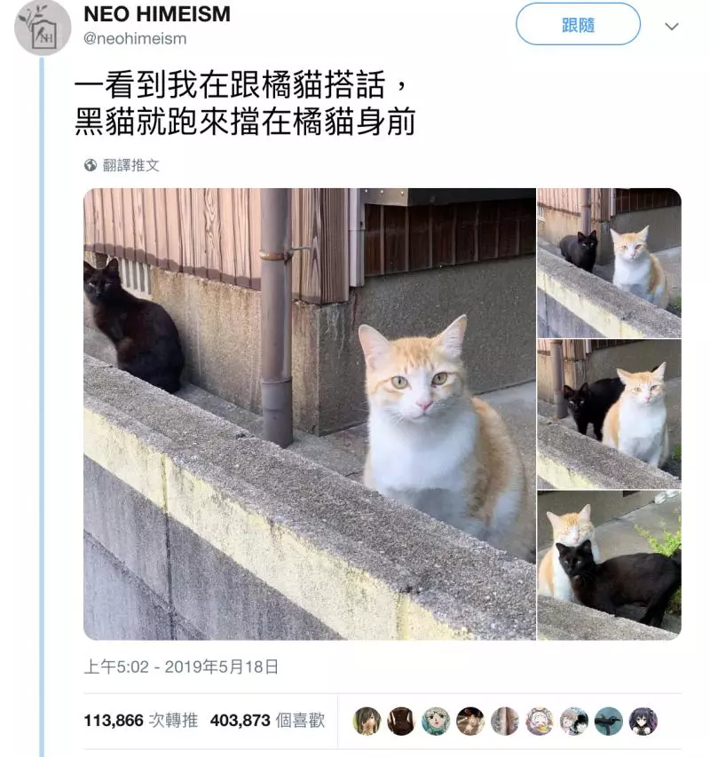 鸚鵡版「四川變臉」畫面太蠢萌 飼主幫戴「紙面具」讓牠怒:泥很無聊耶