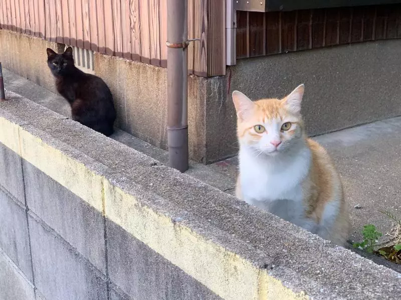 鸚鵡版「四川變臉」畫面太蠢萌 飼主幫戴「紙面具」讓牠怒:泥很無聊耶