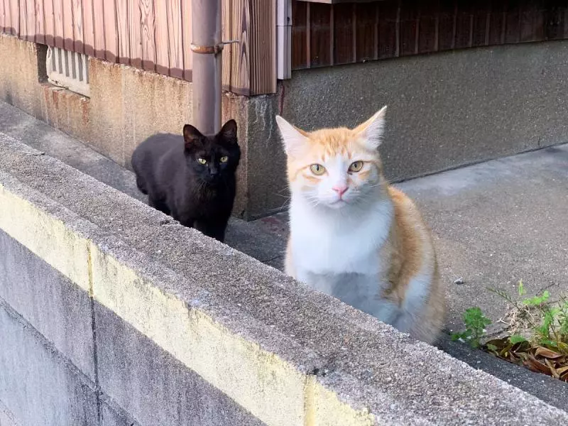 鸚鵡版「四川變臉」畫面太蠢萌 飼主幫戴「紙面具」讓牠怒:泥很無聊耶