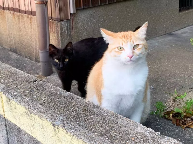 鸚鵡版「四川變臉」畫面太蠢萌 飼主幫戴「紙面具」讓牠怒:泥很無聊耶