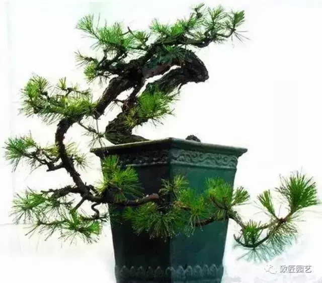 徽派樹樁盆景游龍式造型方法
