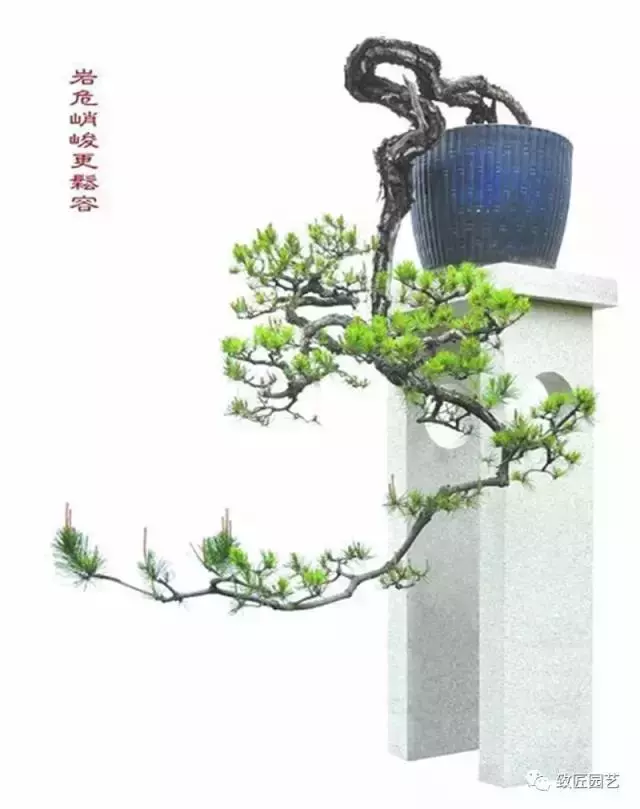 徽派樹樁盆景游龍式造型方法