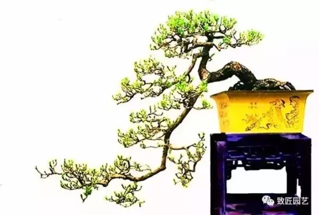 徽派樹樁盆景游龍式造型方法