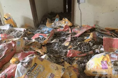 虐殺200貓丟滿地 屍體塞爆冰箱 滿屋貓糞垃圾