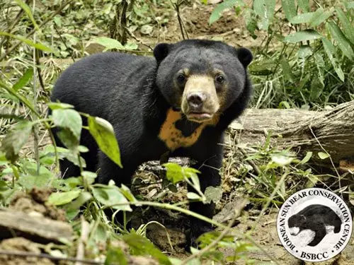 太猖獗! 100賣家 網絡公然販賣野生動物