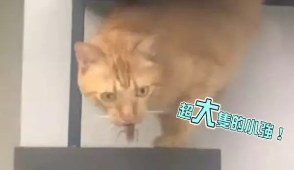 愛貓嘴裡叼小強 媽秒崩潰:別吃但也別鬆口啊!