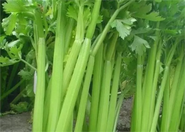 原來這種菜危害那麼大!商販在運輸途中用來防腐保鮮的,況且用過硫酸銅的菜也會顯得更綠,看完告訴家人別買