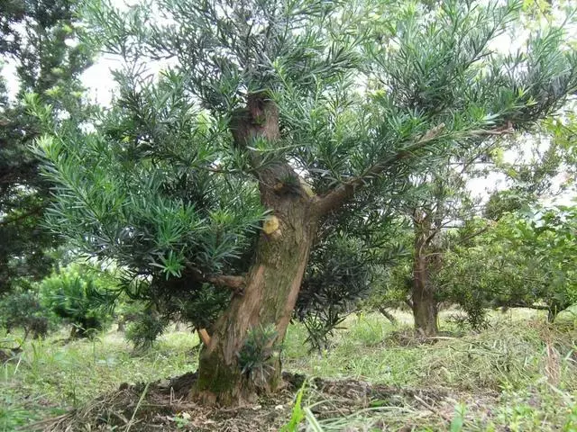 羅漢松盆景《雄踞》創作記