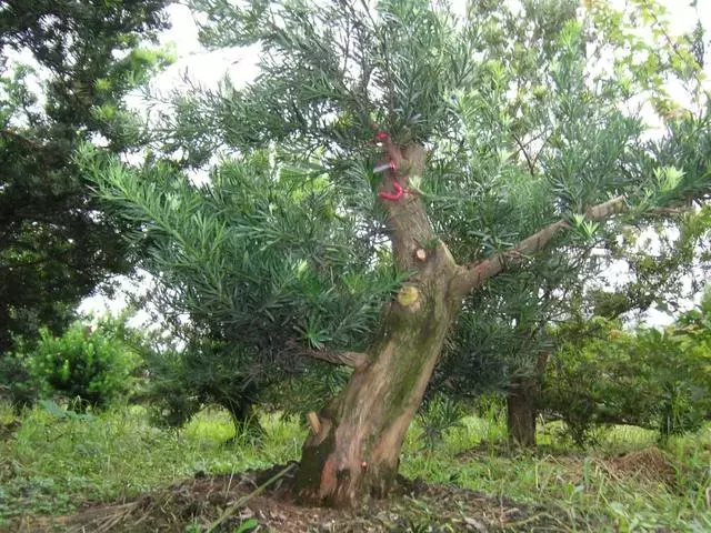羅漢松盆景《雄踞》創作記