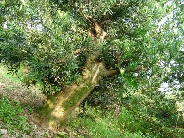 羅漢松盆景《雄踞》創作記