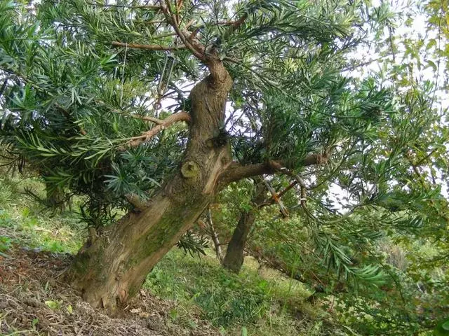 羅漢松盆景《雄踞》創作記