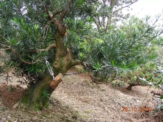 羅漢松盆景《雄踞》創作記