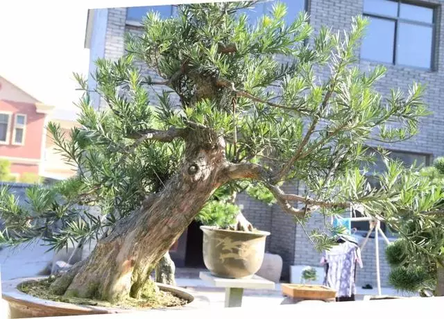 羅漢松盆景《雄踞》創作記