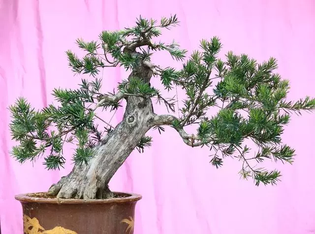 羅漢松盆景《雄踞》創作記