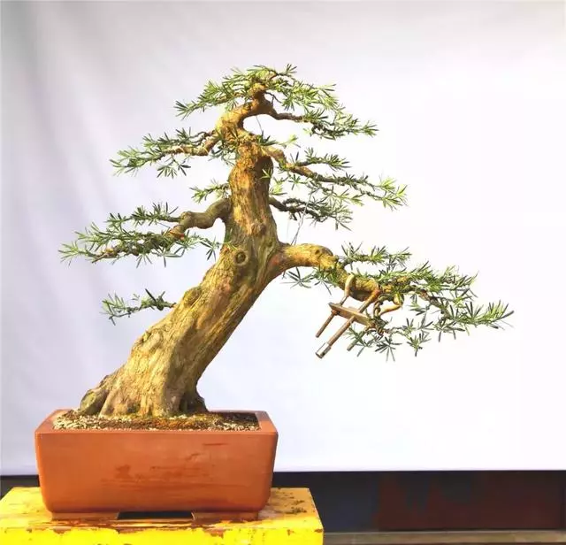 羅漢松盆景《雄踞》創作記