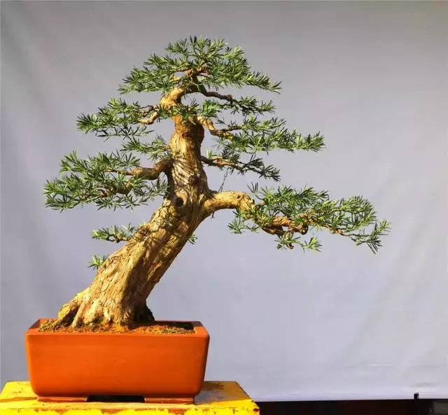 羅漢松盆景《雄踞》創作記
