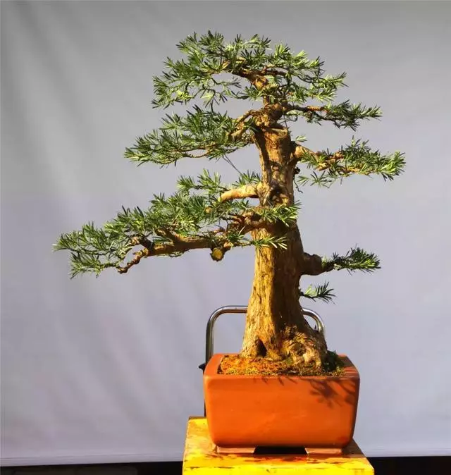 羅漢松盆景《雄踞》創作記