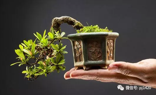 盆景"四大樂",說到心坎裡了