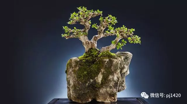 盆景"四大樂",說到心坎裡了