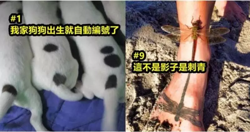 「12張巧到令人下巴掉下來」的巧合照片!快來看看吧!
