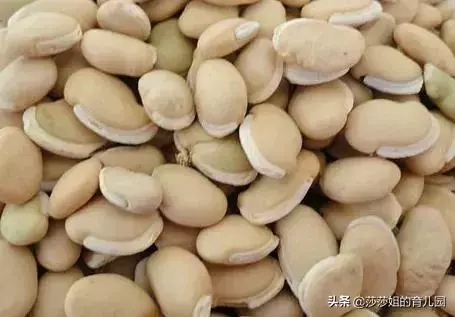 豆類食物,你不知道的禁忌和功效?