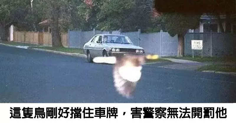 18張讓你懷疑「上帝是否別有用意」的巧合照片 貓皇靠「一個動作」證明超能力!