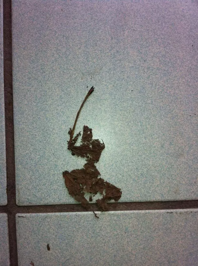 24張「盯著看3秒就會想歪」的超爆笑照片 他竟然在公車上看到詭異生物!