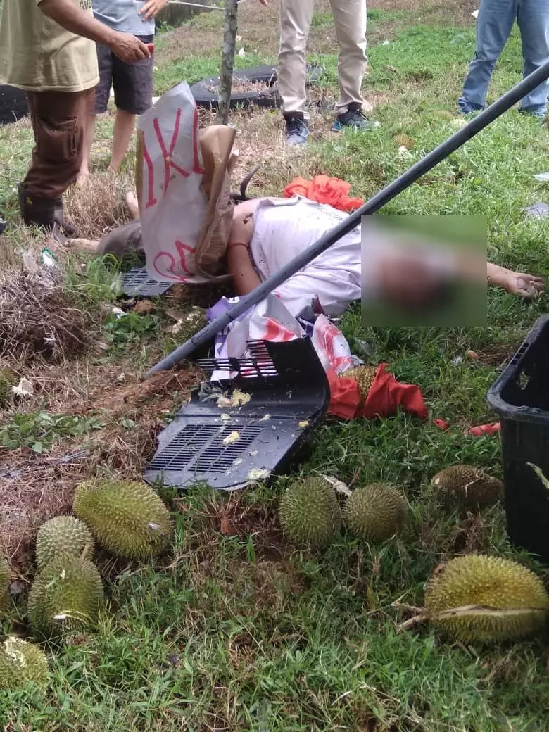 司機癲癇症發作 華裔榴槤販被活活撞死