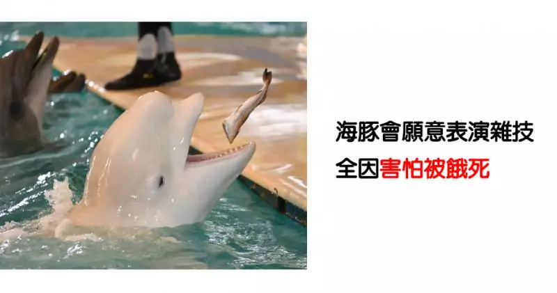 8個證明「人類對海豚」的錯誤迷思,專家解析牠們瞇著眼睛笑其實是一種反抗