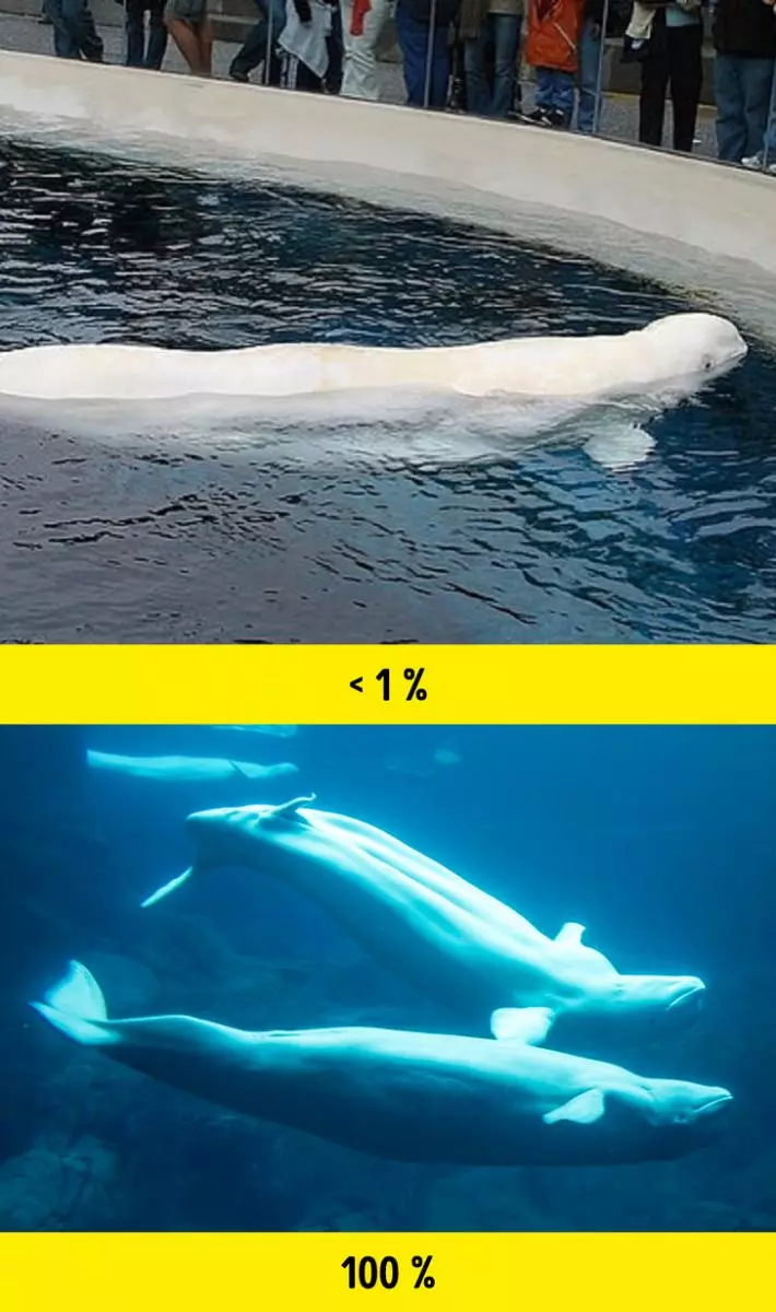 8個證明「人類對海豚」的錯誤迷思,專家解析牠們瞇著眼睛笑其實是一種反抗