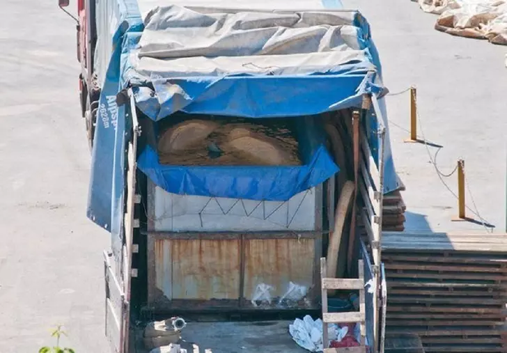 8個證明「人類對海豚」的錯誤迷思,專家解析牠們瞇著眼睛笑其實是一種反抗