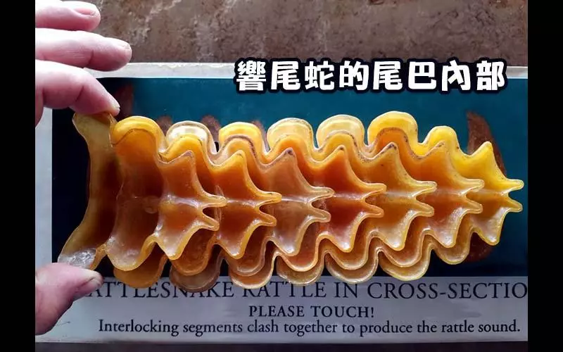 一系列「不好奇永遠見不到」的罕見剖面圖...保齡球內其實塞了一塊磚?