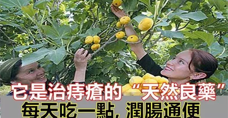 它是治療痔瘡的「天然良藥」, 每天吃一點, 潤腸通便,幾塊錢一斤便宜用處多!