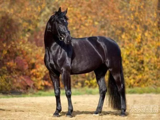 古代名馬大排名,赤兔馬不是第一!