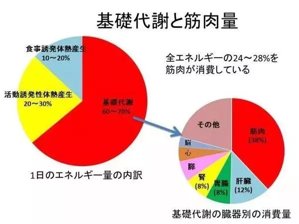 減肥不反彈的關鍵——提高代謝
