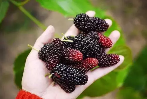 營養師提醒:別把這種水果誤認為桑葚,吃十幾顆就可能會食物中毒