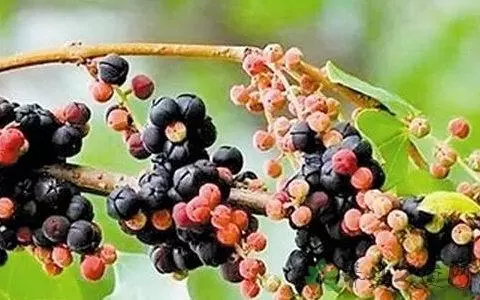 營養師提醒:別把這種水果誤認為桑葚,吃十幾顆就可能會食物中毒
