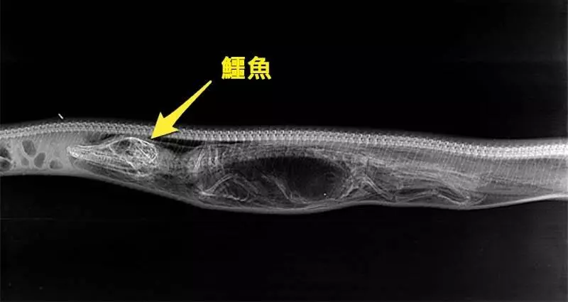 「蟒蛇吞下鱷魚」後肚子裡會發生什麼? 科學家拍下7天X光照,沒想到第4天結果就嚇傻科學家