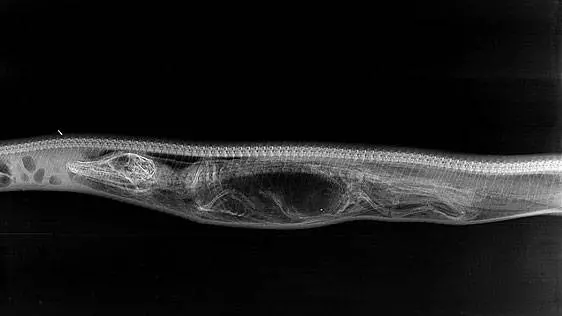 「蟒蛇吞下鱷魚」後肚子裡會發生什麼? 科學家拍下7天X光照,沒想到第4天結果就嚇傻科學家