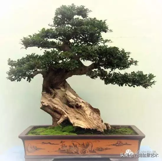 菜鳥講堂丨教你復原受損盆景樹樁