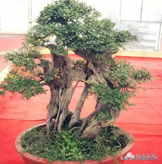 菜鳥講堂丨教你復原受損盆景樹樁