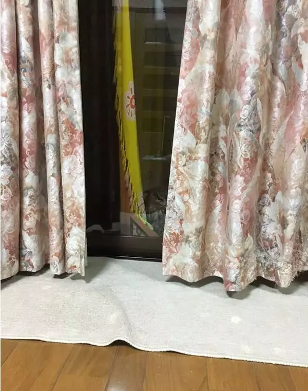 橘貓手很癢!路過「好奇拍刺蝟」 爆笑反應狂播300萬次:跟你說了吼~