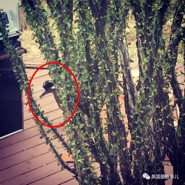 妹子以為小鳥在向自己甜蜜求愛,幾天之後反轉簡直猝不及防