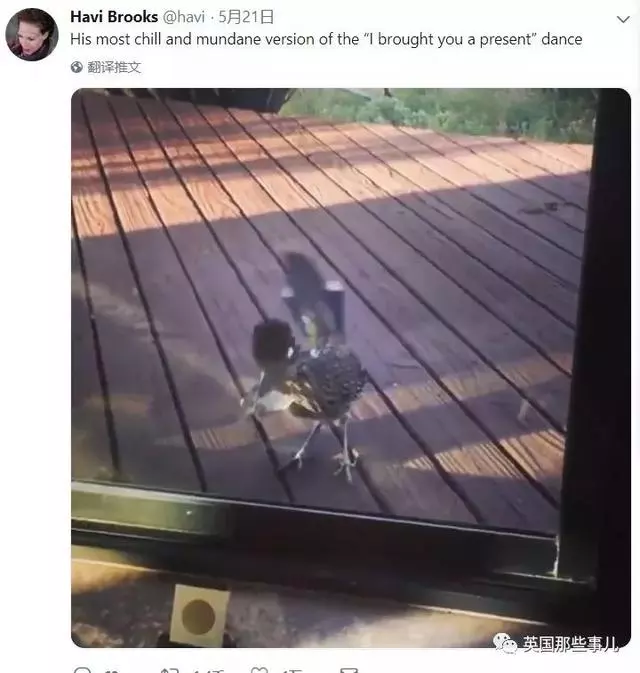 妹子以為小鳥在向自己甜蜜求愛,幾天之後反轉簡直猝不及防